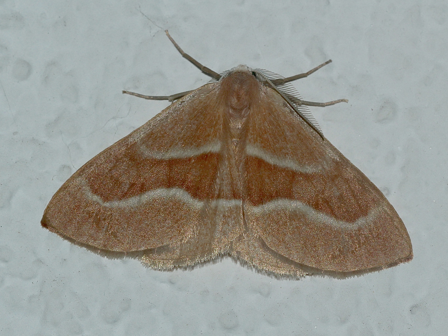 (4) Der Zweibindige oder Zweibinden-Nadelwaldspanner (Hylaea fasciaria) - grüne und rote Form