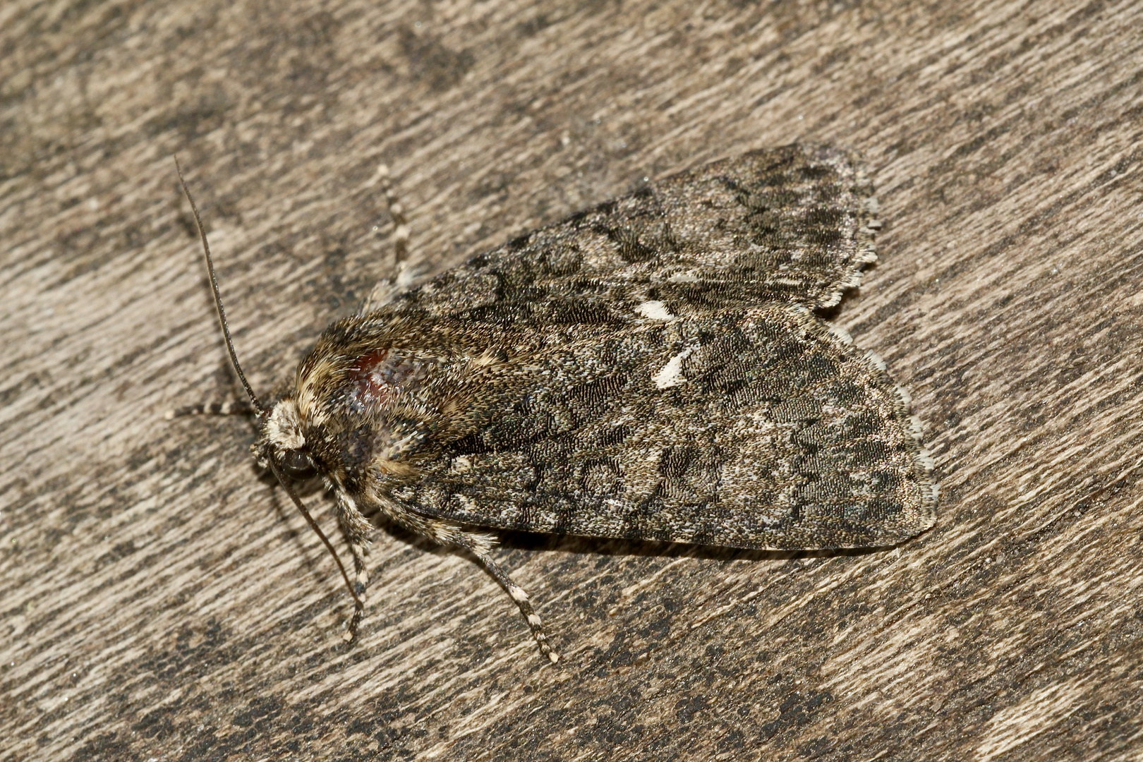 (4) Die Ampfer-Rindeneule (Acronicta rumicis)