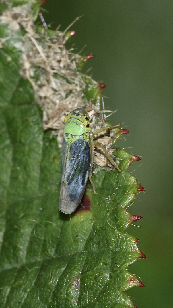 (4) Die Binsen-Schmuckzikade (Cicadella viridis)