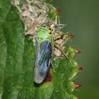 (4) Die Binsen-Schmuckzikade (Cicadella viridis)