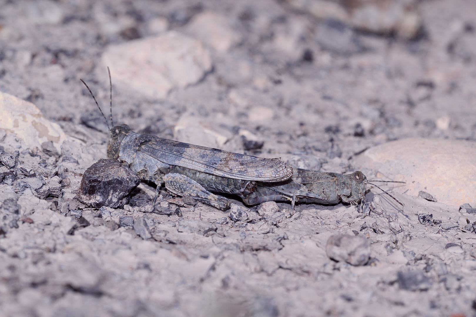 (4) Die Blauflügelige Sandschrecke (Sphingonotus caerulans)