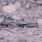 (4) Die Blauflügelige Sandschrecke (Sphingonotus caerulans)