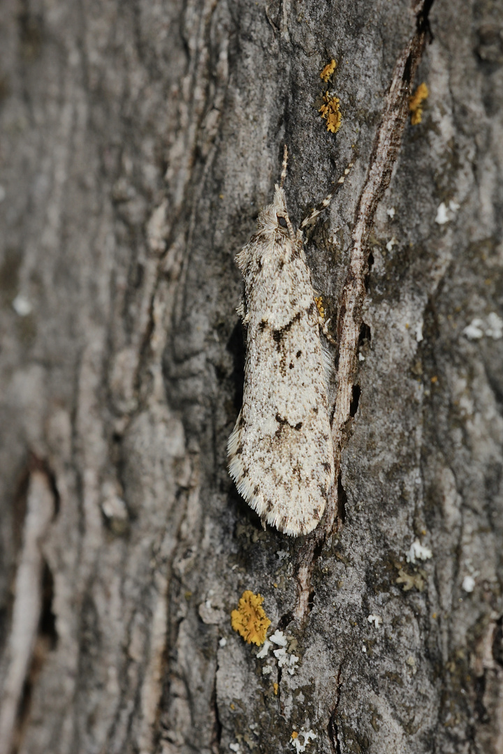 (4) Die Buchenmotte oder "Sängerin" (Diurnea fagella) - ...