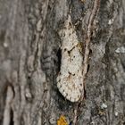 (4) Die Buchenmotte oder "Sängerin" (Diurnea fagella) - ...