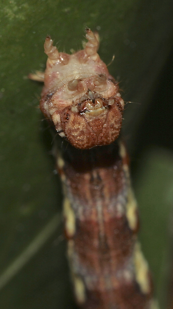 (4) Die bunte Raupe des Großen Frostspanners (Erannis defoliaria)