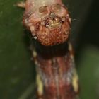 (4) Die bunte Raupe des Großen Frostspanners (Erannis defoliaria)