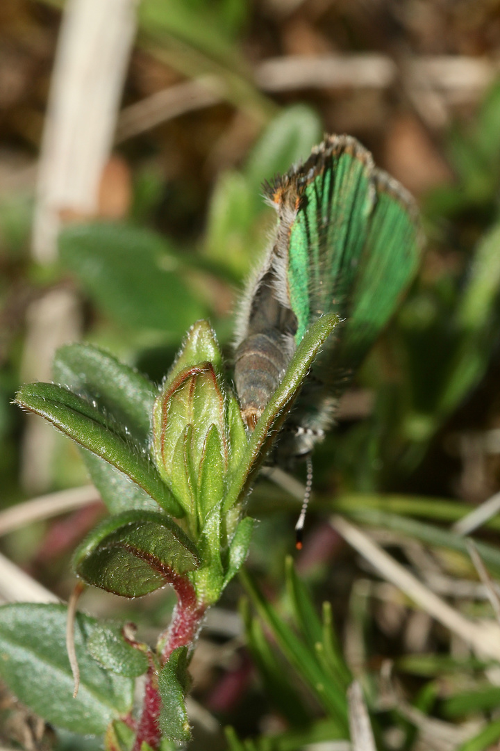 (4) Die Eiablage des Grünen Zipfelfalters (Callophrys rubi) ...