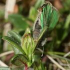 (4) Die Eiablage des Grünen Zipfelfalters (Callophrys rubi) ...