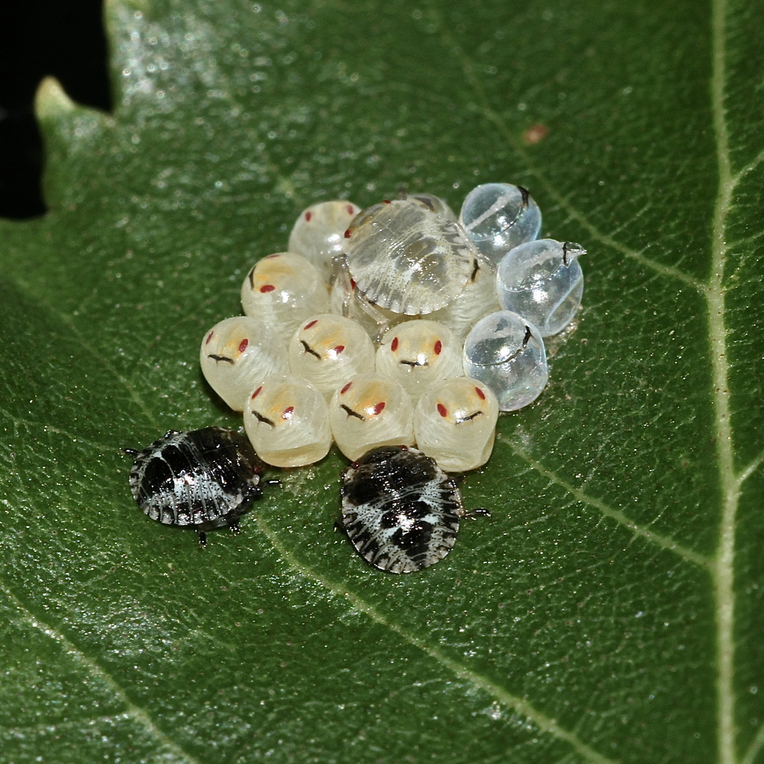 (4) Die Entwicklung der Rotbeinigen Baumwanze (Pentatoma rufipes)