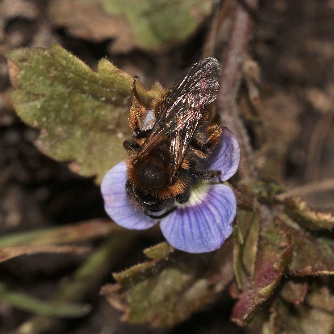 (4) Die ersten Wildbienen im Garten 2018