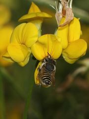 (4) Die FILZZAHN-BLATTSCHNEIDERBIENE (MEGACHILE PILIDENS)