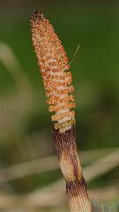 (4) Die fruchtbaren Sprosse des Riesenschachtelhalms strecken sich . . .