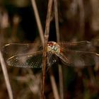 (4) Die Frühe Heidelibelle (Sympetrum fonscolombii)