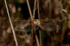 (4) Die Frühe Heidelibelle (Sympetrum fonscolombii)