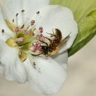 (4) Die Fuchsrote Sandbiene, unser "Füchschen" (Andrena fulva)