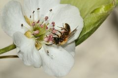 (4) Die Fuchsrote Sandbiene, unser "Füchschen" (Andrena fulva)