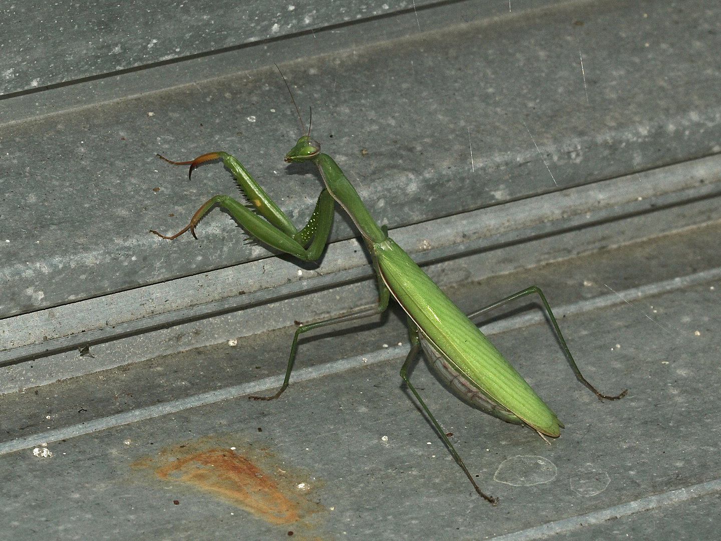 (4) Die Gemeine oder Europäische GOTTESANBETERIN (Mantis religiosa)