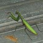 (4) Die Gemeine oder Europäische GOTTESANBETERIN (Mantis religiosa)