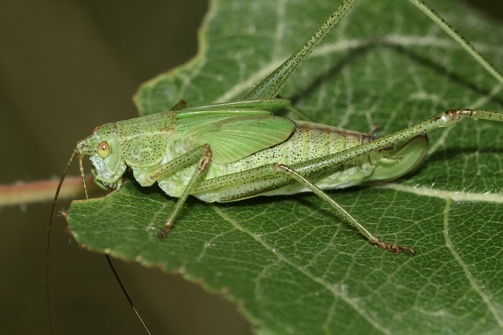 (4) Die Gemeine Sichelschrecke (Phaneroptera falcata)