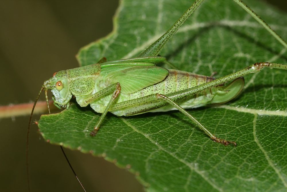 (4) Die Gemeine Sichelschrecke (Phaneroptera falcata) Foto & Bild