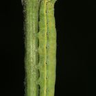 (4) Die Gemüseeule (Lacanobia oleracea) ...