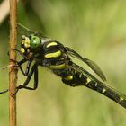 (4) Die Gestreifte Quelljungfer (Cordulegaster bidentata) - ...