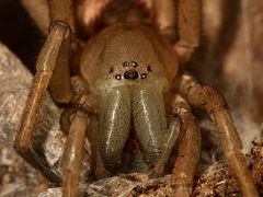 (4) Die Gewöhnliche Steinplattenspinne (Drassodes lapidosus) ...