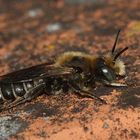 (4) Die Glänzende Natternkopf-Mauerbiene (Osmia adunca)