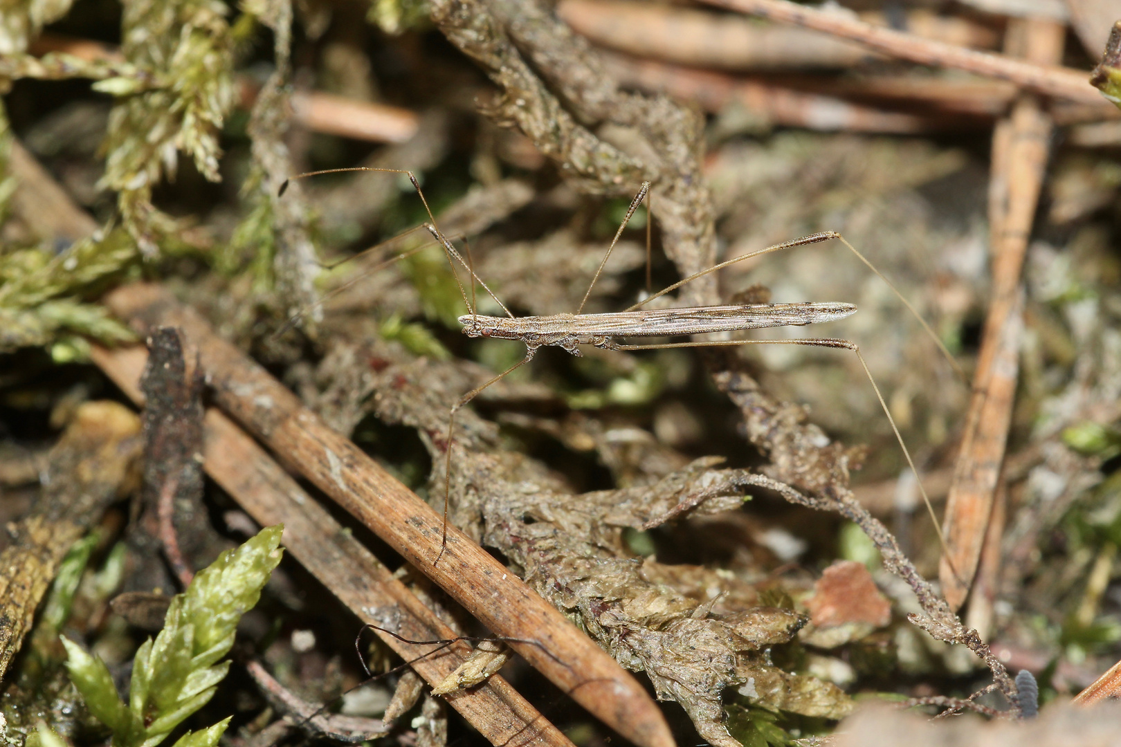 (4) Die Große Stelzenwanze (Neides tipularius)