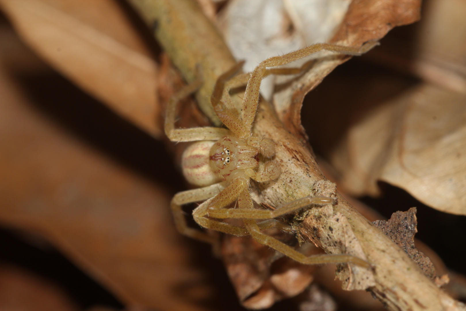 (4) Die Grüne Huschspinne (Micromata roseum = virescens) ...