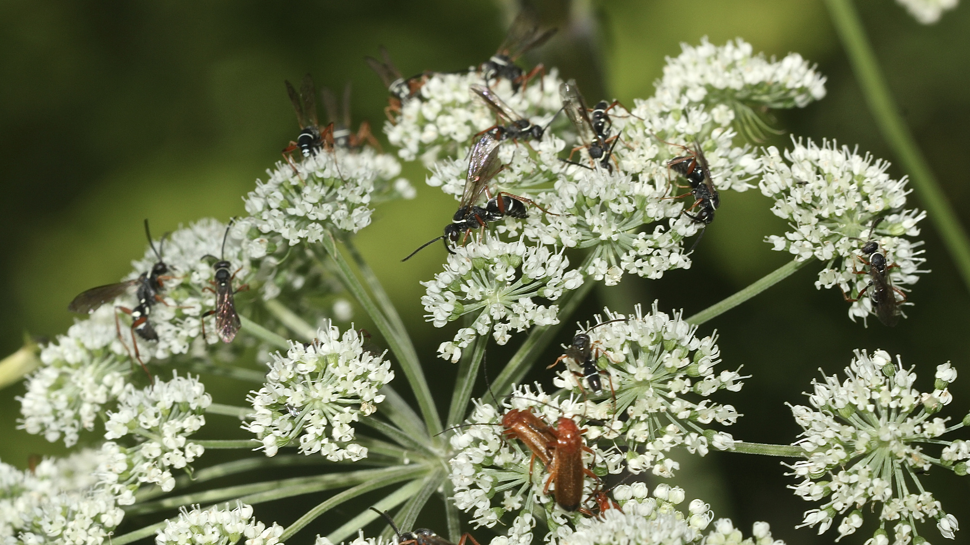 (4) Die hübsche Wegwespe (Fam. Pompilidae) CEROPALES MACULATA, Kuckucks-Wegwespe