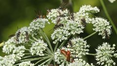 (4) Die hübsche Wegwespe (Fam. Pompilidae) CEROPALES MACULATA, Kuckucks-Wegwespe