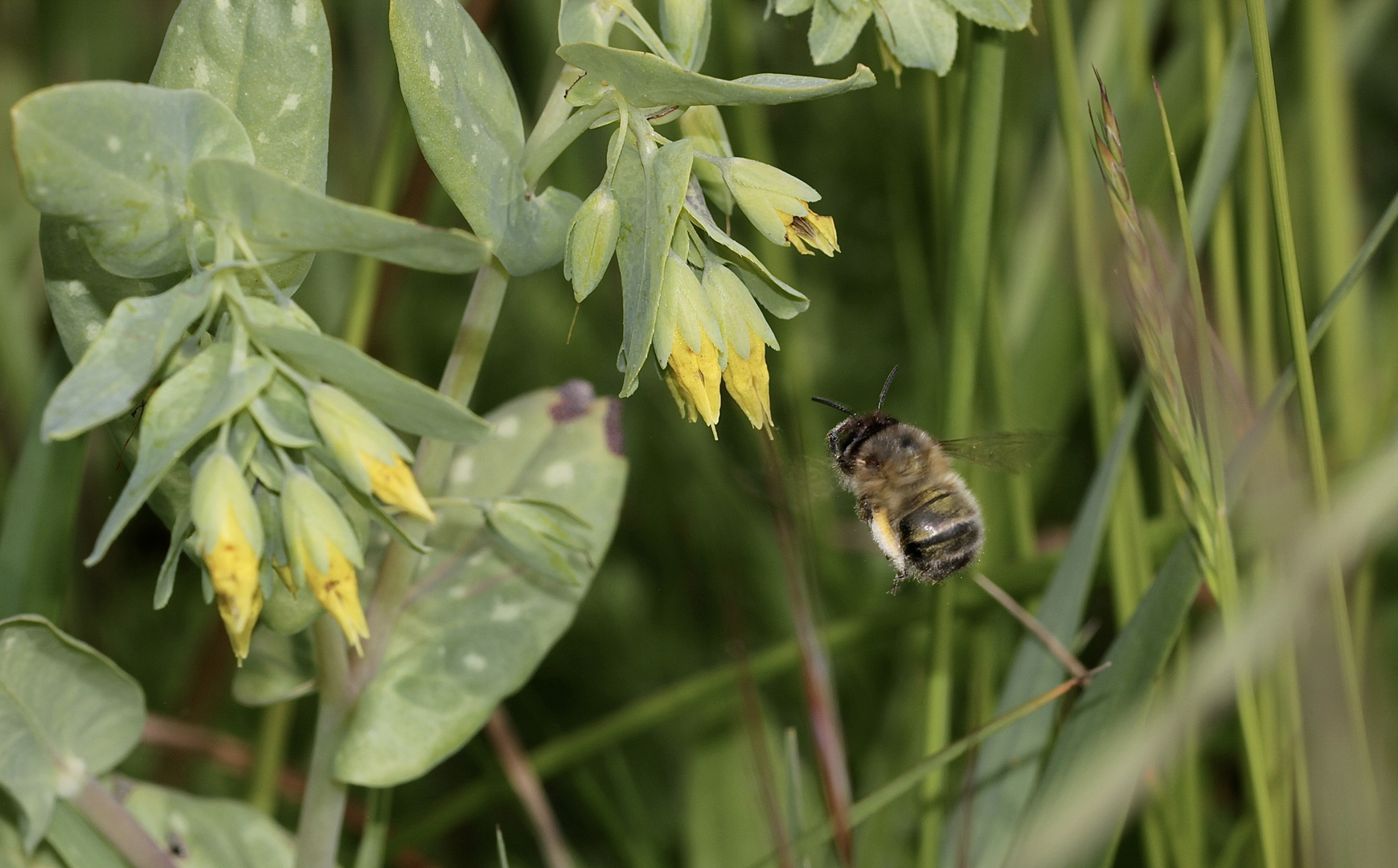 (4) Die Kleine Wachsblume und ihre Mauerbiene Osmia cerinthidis - eine spannende Geschichte