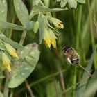 (4) Die Kleine Wachsblume und ihre Mauerbiene Osmia cerinthidis - eine spannende Geschichte