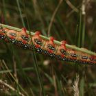 (4) Die knallbunte Raupe des Wolfsmilchschwärmers (Hyles euphorbiae), ...