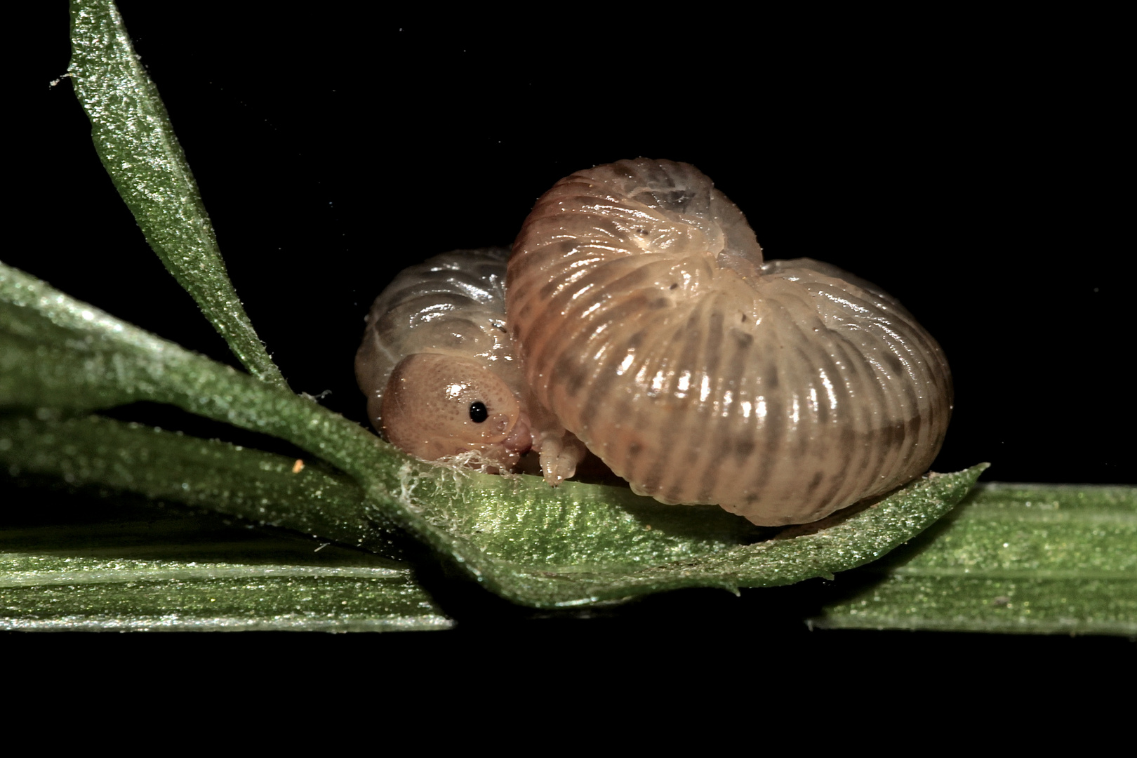 (4) Die Larve der Braunwurz-Blattwespe (Tenthredo scrophulariae)