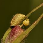 (4) Die Larve des Nelken-Kokonrüßlers (Hypera arator) ...