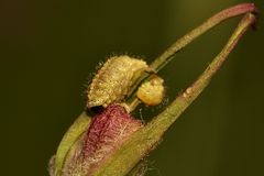 (4) Die Larve des Nelken-Kokonrüßlers (Hypera arator) ...