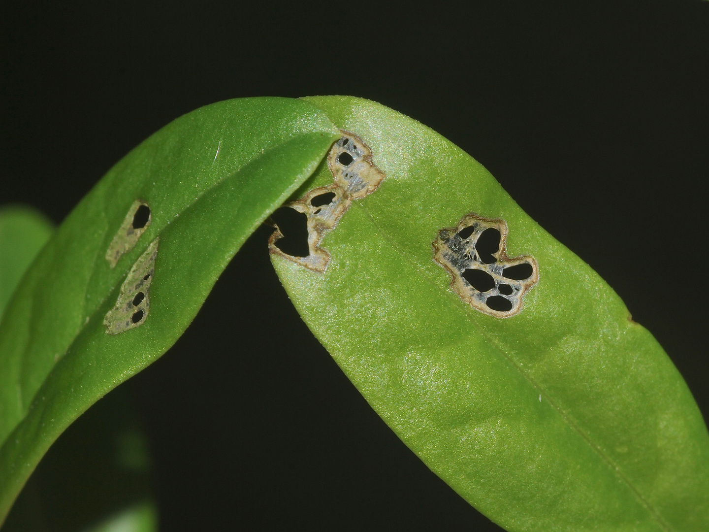 (4) Die LIGUSTER-BLATTWESPE (MACROPHYA PUNCTUMALBUM)