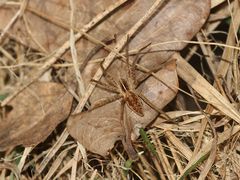 (4) Die Listspinne (Pisaura mirabilis) ...