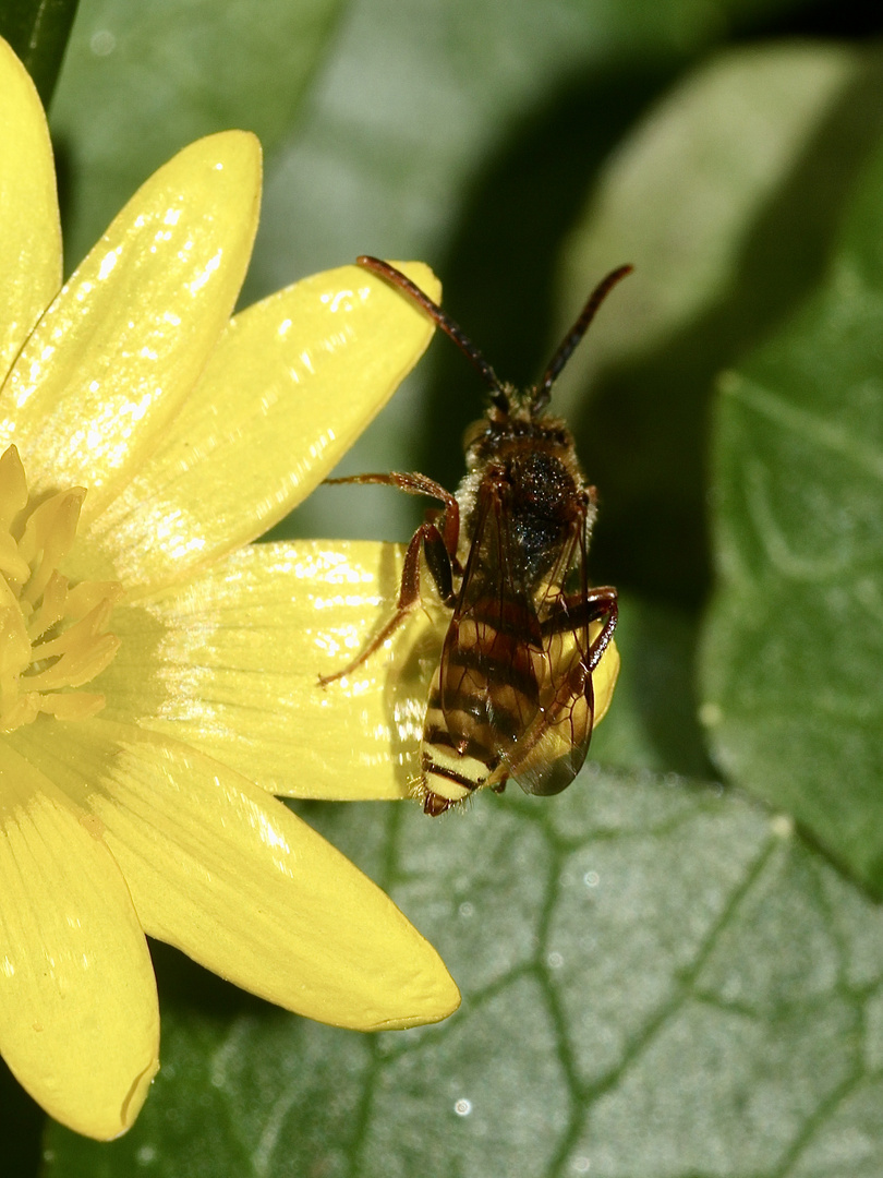 (4) Die Männchen der NOMADA-Wespenbienen ...