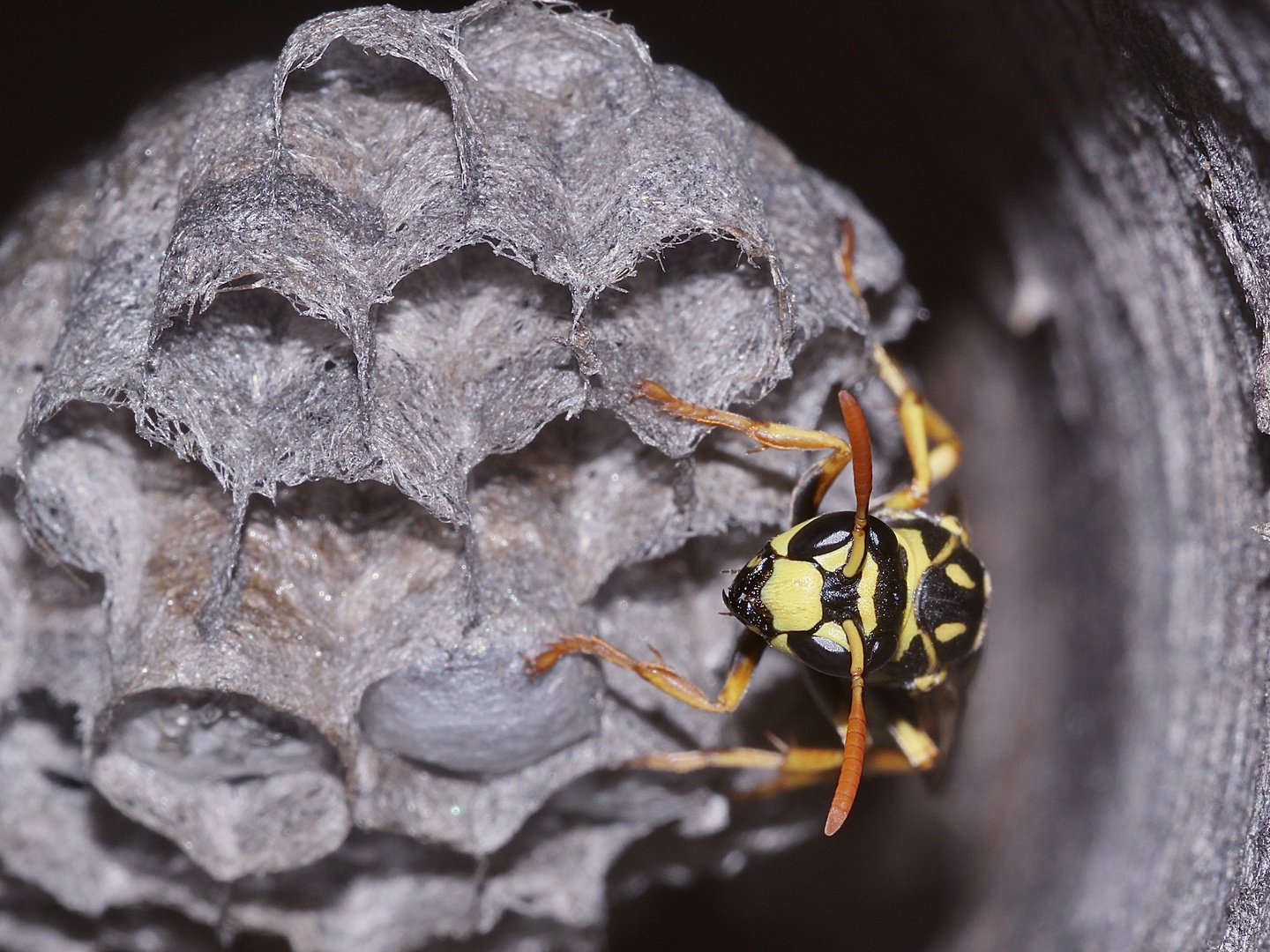 (4) Die MIMIKRY der Blattwespe TENTHREDO SCROPHULARIAE