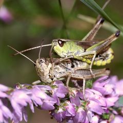 (4) Die Paarung des Gemeinen Grashüpfers (Pseudochorthippus parallelus)