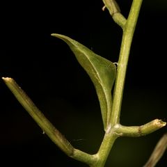 (4) Die Puppe des Aurorafalters (Anthochares cardamines)