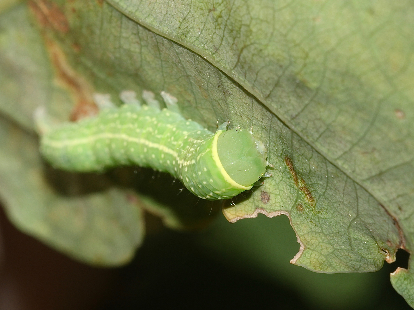 (4) Die Raupe der Buchen-Kahneule (Pseudoips prasinana)