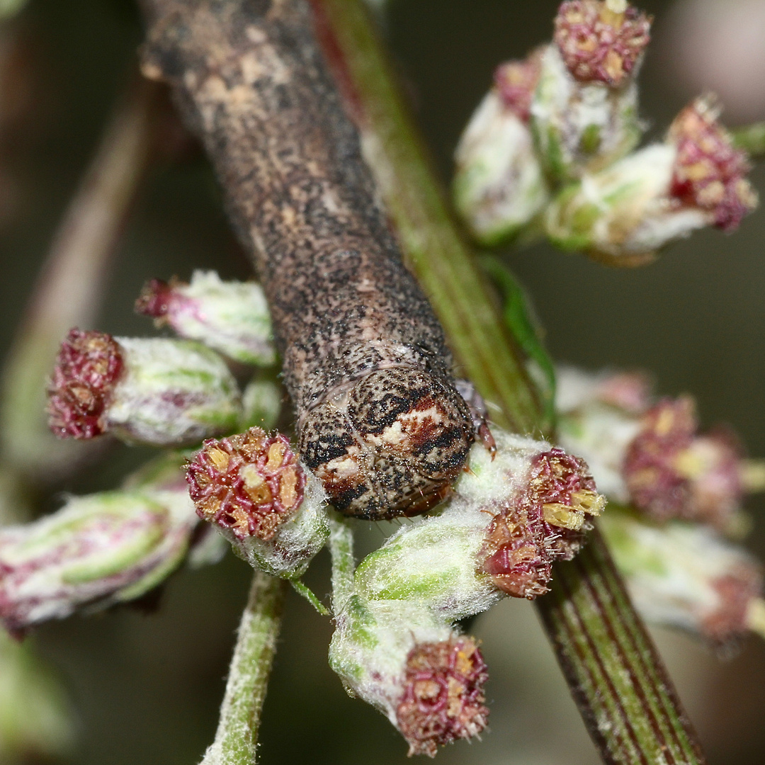 (4) Die Raupe des Aschgrauen Rindenspanners (Hypomecis punctinalis) ...