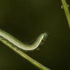 (4) Die Raupe des Aurorafalters (Anthocharis cardamines) ...