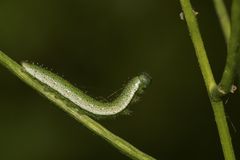 (4) Die Raupe des Aurorafalters (Anthocharis cardamines) ...