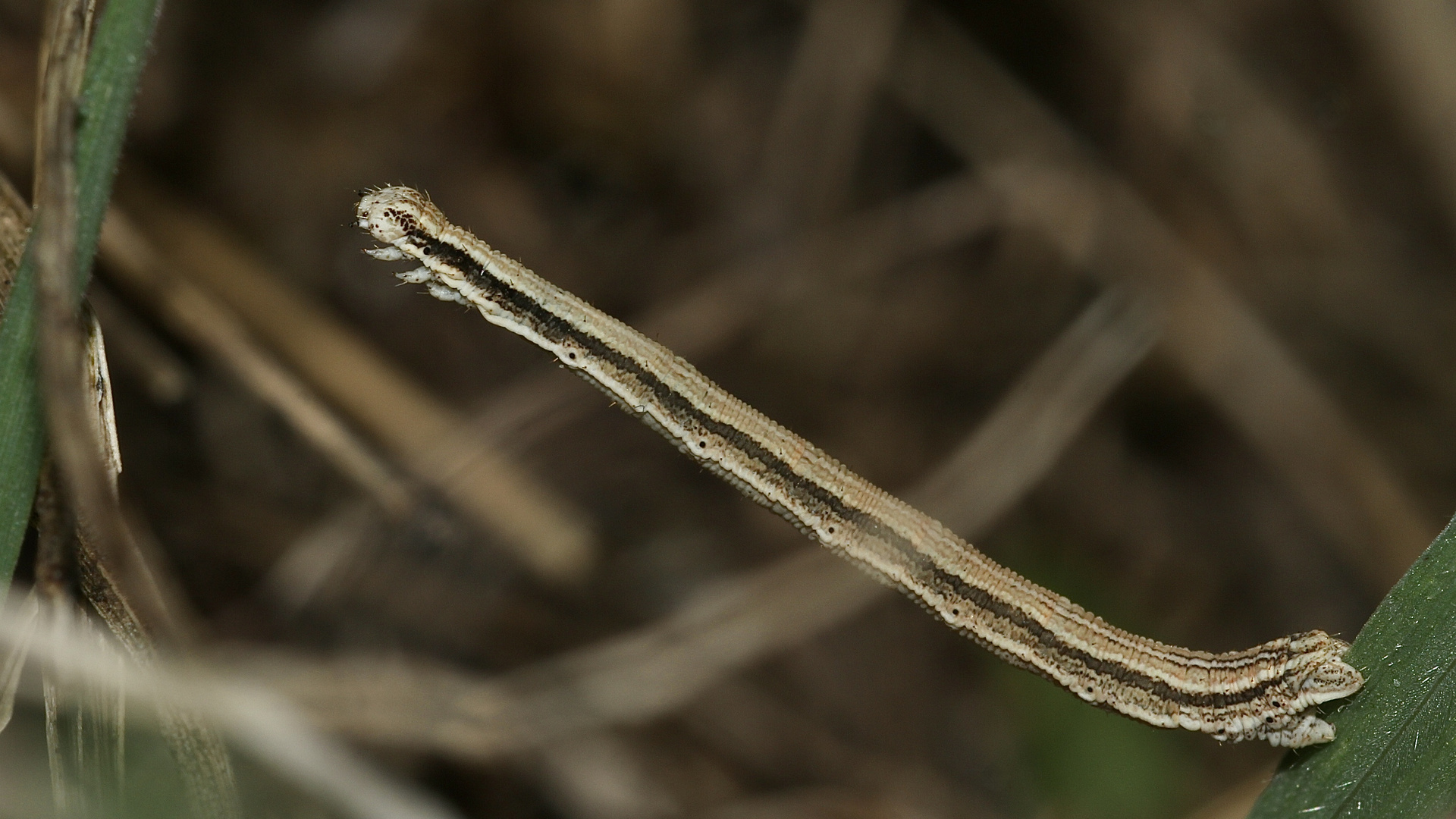 (4) Die Raupe des Marmorierten Kleinspanners (Scopula immorata)