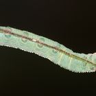 (4) Die Raupe des Palpen(zahn)spinners (Pterostoma palpina) ...